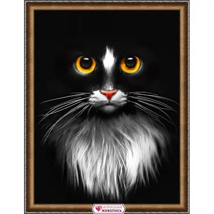 Novità - Black Cat