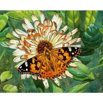 Novità nello shop | Butterfly on the flower