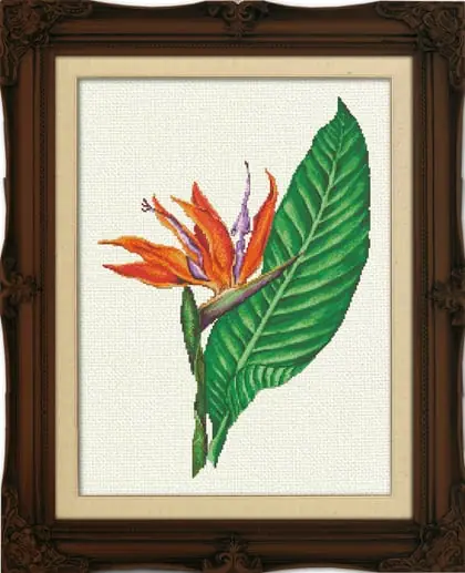 Grande successo - Bird of Paradise - Au Naturel