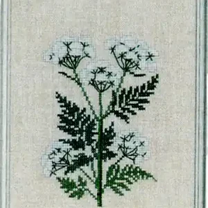 Sweet Chervil | Saldi