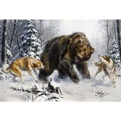 Huskies and Bear - Super prezzo
